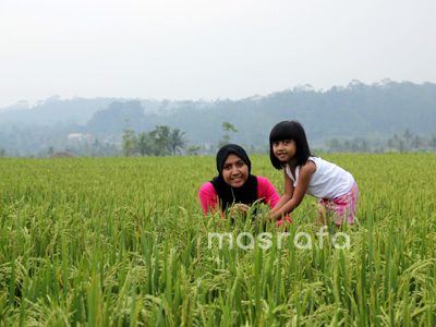 kedesa1