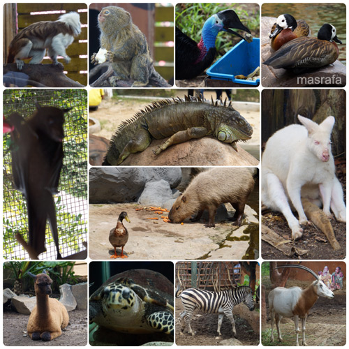 secretzoo5