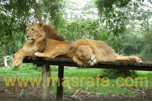 Taman Safari