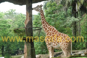 Taman Safari