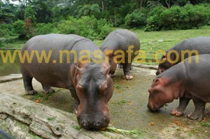 Taman Safari